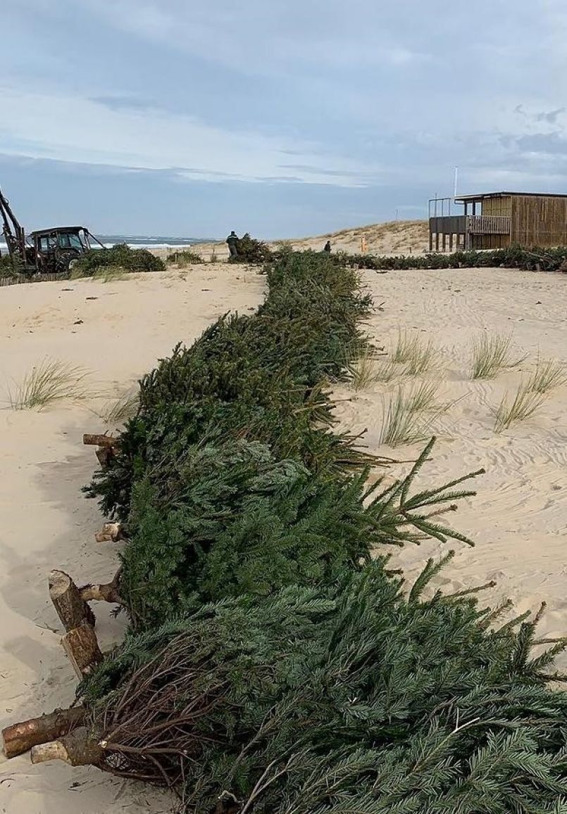 11me dition de l'opration 'un sapin pour la dune'. Que deviennent vos conifres une fois dposs dans les points de collectes ? Rponse de Thomas Vachey, Directeur du Sitcom40. 